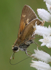 Crossline Skipper